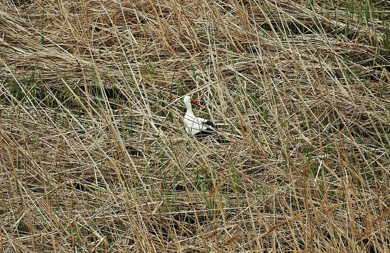 Camping Nàutic Almata